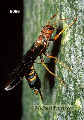 Pigeon Horntail (Tremex columba)